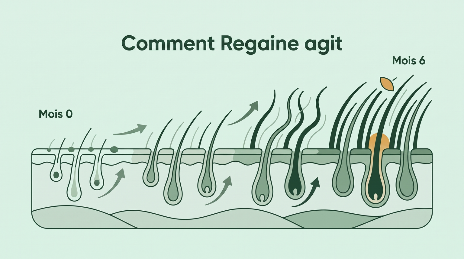 Comment agit Regaine sur six mois