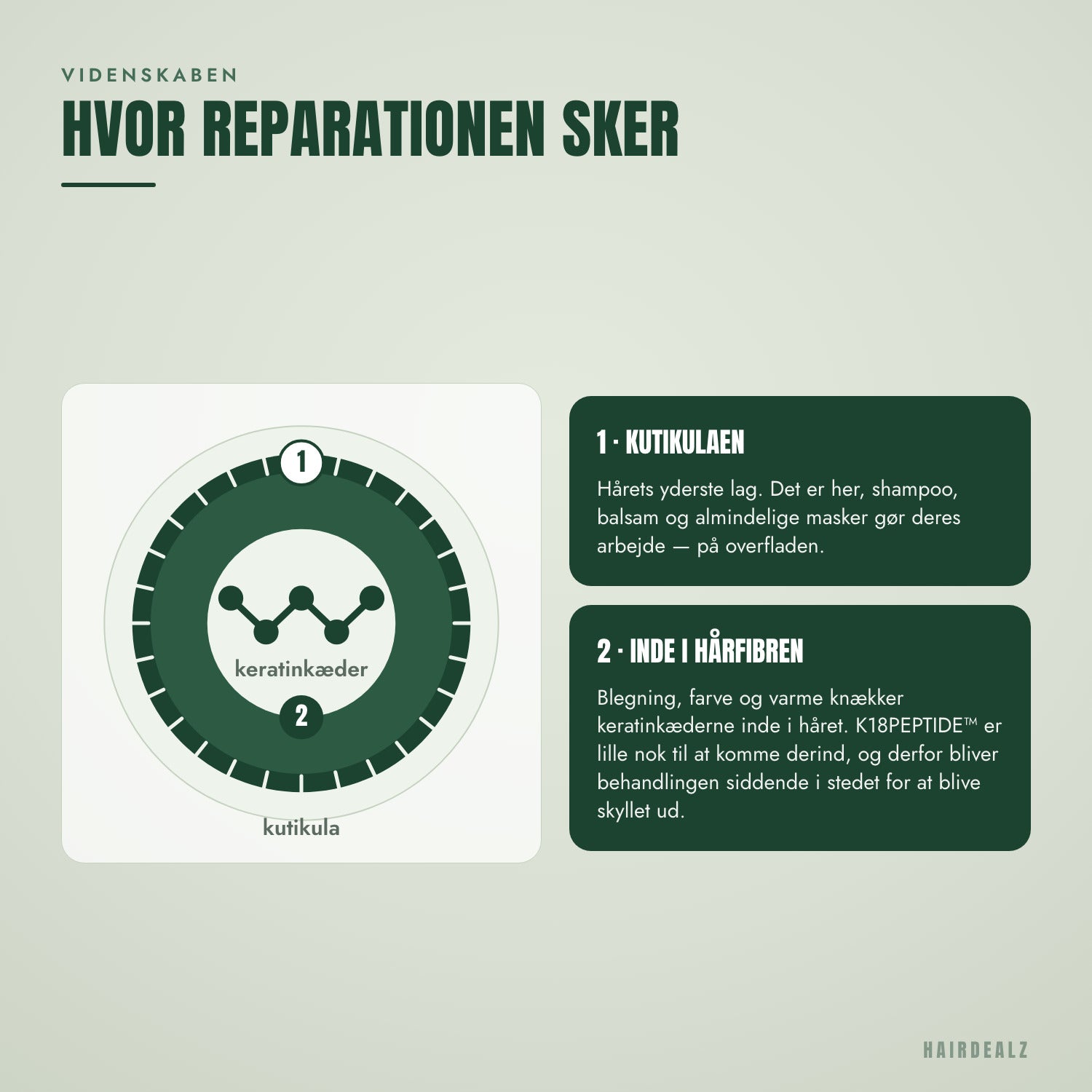 Hvor K18-peptidet reparerer hårfibren