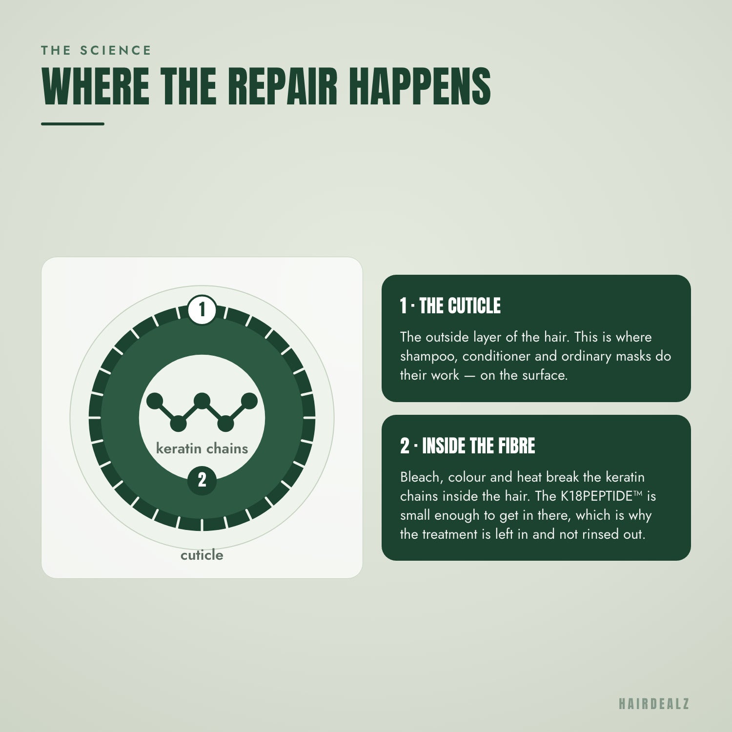 Where the K18 peptide repairs the hair fibre