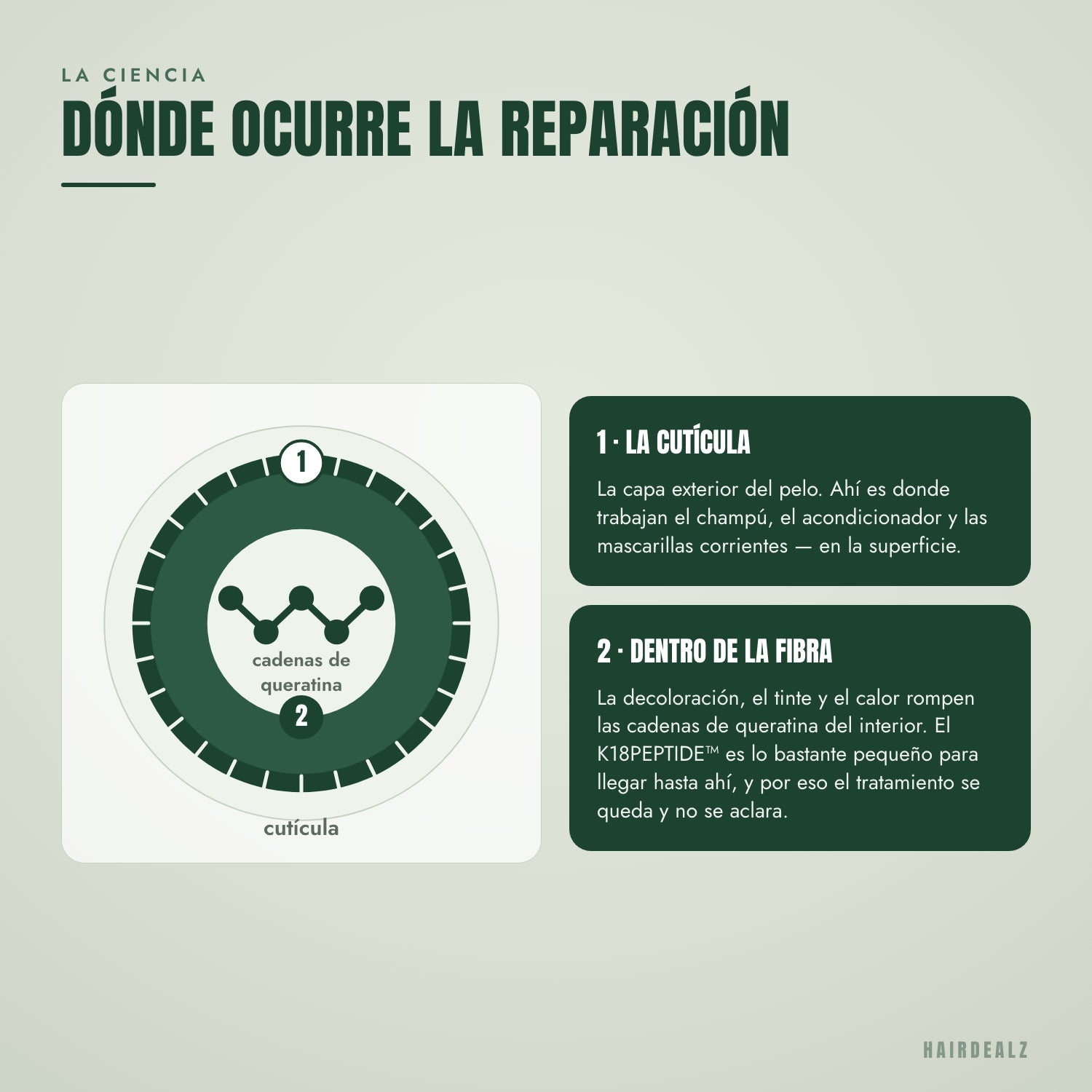 Dónde repara el péptido K18 la fibra capilar