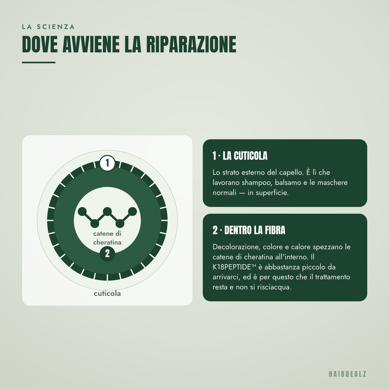Dove il peptide K18 ripara la fibra capillare