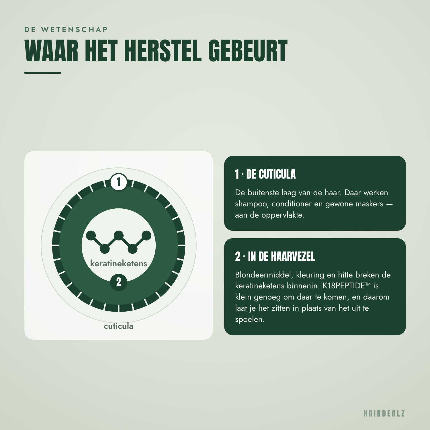 Waar het K18-peptide de haarvezel herstelt