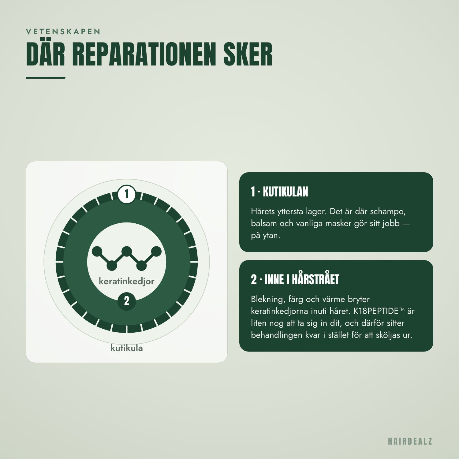 Var K18-peptiden reparerar hårfibern