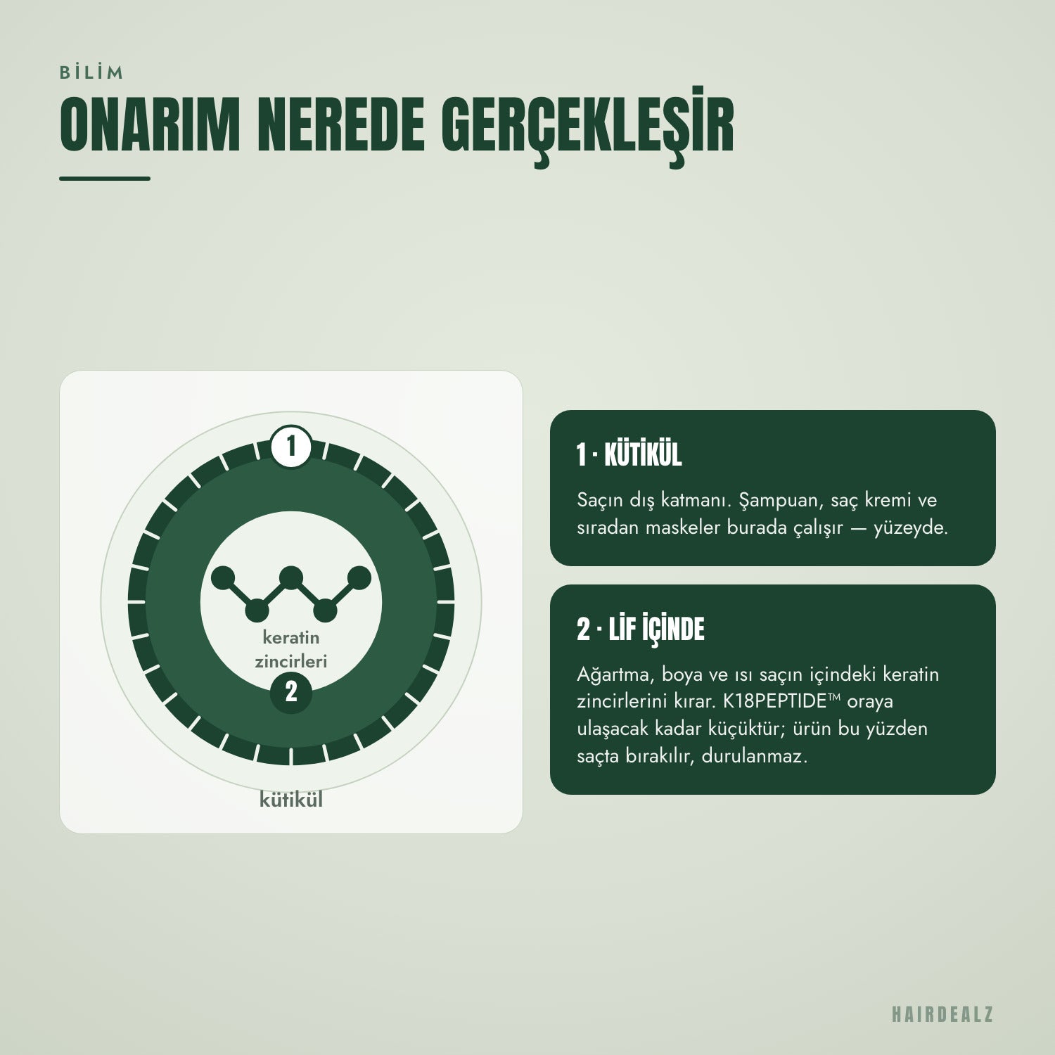 K18 peptidi saç telini nerede onarır